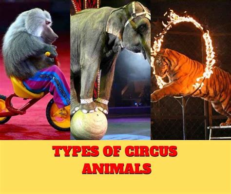 Types of circus animals - Remember Animals