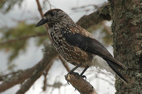 Spotted Nutcracker(Nucifraga caryocatactes) Jackdaw, Nuthatch ...