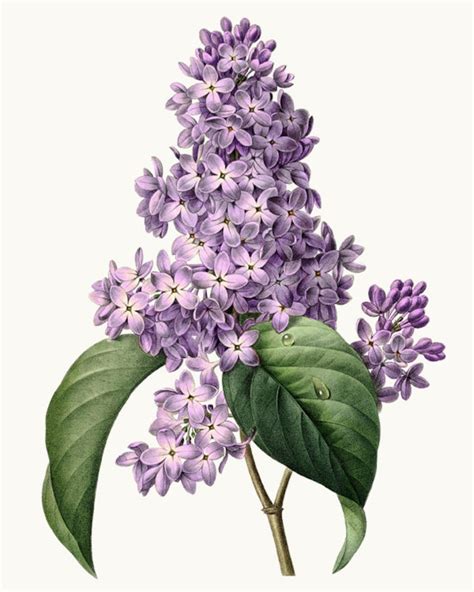 Purple Lilacs Vintage Illustration Lilac Flower Clipart | Etsy