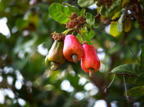 Cashew Nut Information - Tips For Growing Cashew Nuts