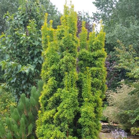 Taxus baccata 'Fastigiata Aurea' | Farmyard Nurseries