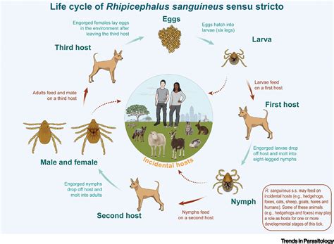 Tick Life Cycle