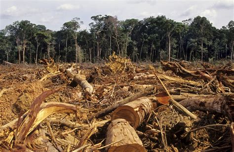 Deforestation of the Brazilian Amazon rainforest has increased almost sixfold