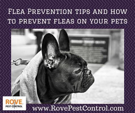 Flea Prevention tips and how to prevent fleas on your pets - Rove Pest Control