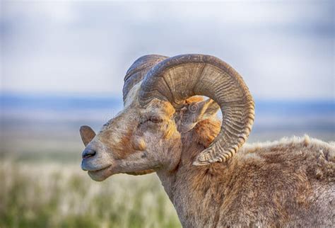 Male Bighorn Sheep with Horns Stock Photo - Image of curved, color: 55341976