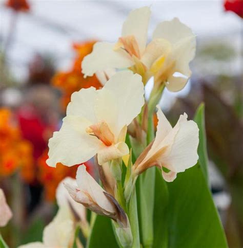 30 Best Types of Canna Lily Varieties | Balcony Garden Web