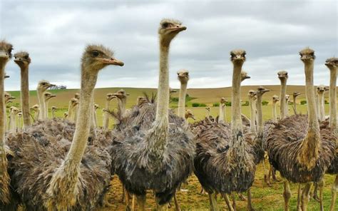 South Africa's Thriving Ostrich Industry | Henri Steenkamp