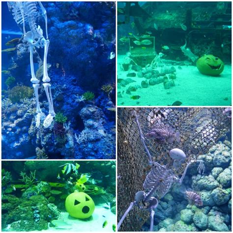 S.E.A Aquarium 09 - A Juggling Mom