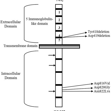 Schematic representation of c-kit gene and location of c-kit gene ...