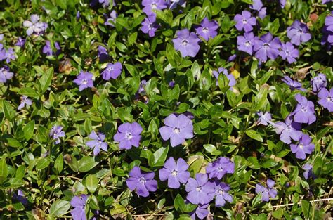 Vinca Minor (Periwinkle): Plant Care & Growing Guide