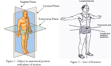 Sagittal Plane Movements