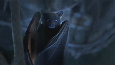 Bat GIF - Find & Share on GIPHY