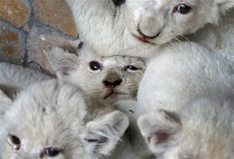 The cuteness of these rare white lion cubs is too much to handle | Mashable