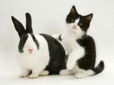 Kittens and their matching bunnies (Gallery)