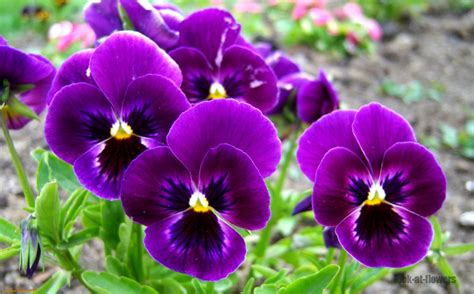 Pansy flower|Pictures of flowers