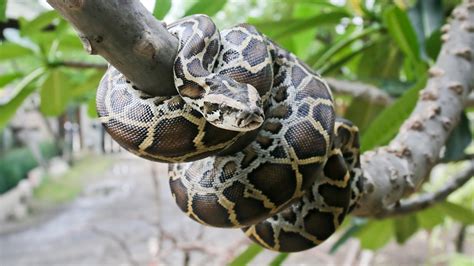 What Do Burmese Pythons Look Like? - ReptileStartUp.com