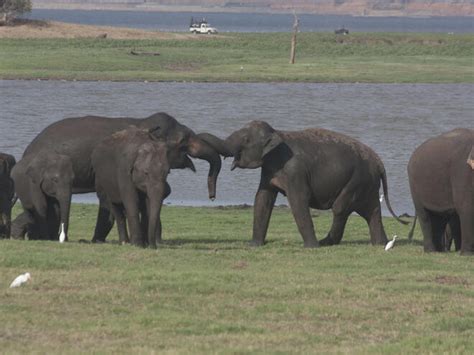 Sri Lankan Elephant | Species | WWF