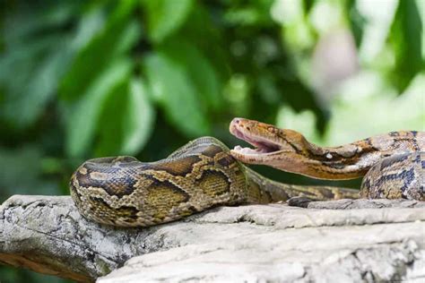 The Florida Corn Snake: 11 Interesting Facts - Embora Pets