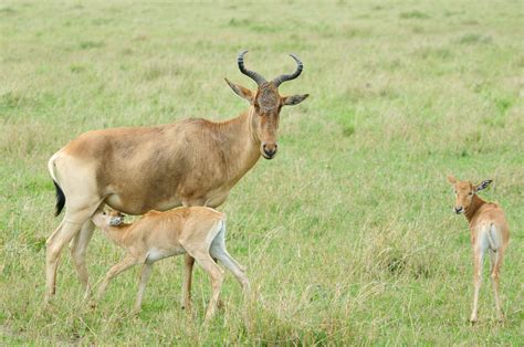 Hartebeest | Animal Kingdom