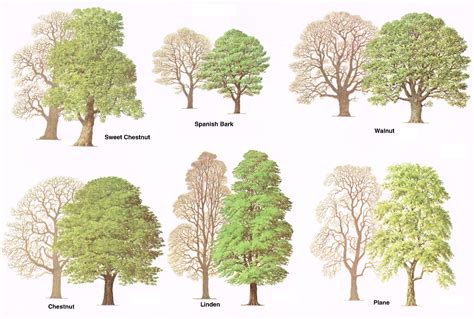 Types of trees – Medway Valley Line