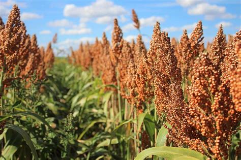 Lidea - Sorghum Crop: varieties - Lidea Seeds