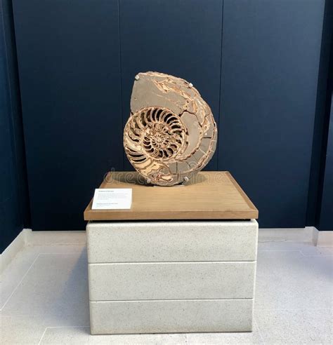 Ammonite Fossil Exhibit editorial photo. Image of sculpture - 275621391