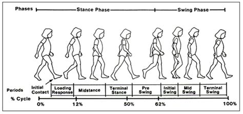 What You Need to Know About the Phases of Gait