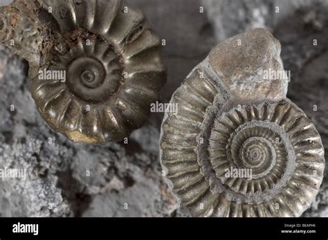 Ammonite fossils found on the Jurassic Coast Dorset UK Stock Photo, Royalty Free Image: 26052802 ...