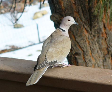 Eurasian Collared-Doves conquering America - FeederWatch