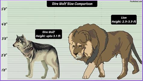 Dire Wolf Size: How Big Are They Compared To Others?