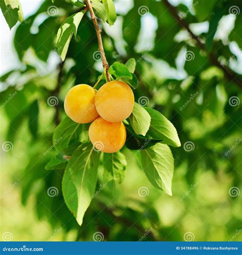 Cherry-plum Tree with Fruits Stock Photo - Image of diet, fruit: 34788496