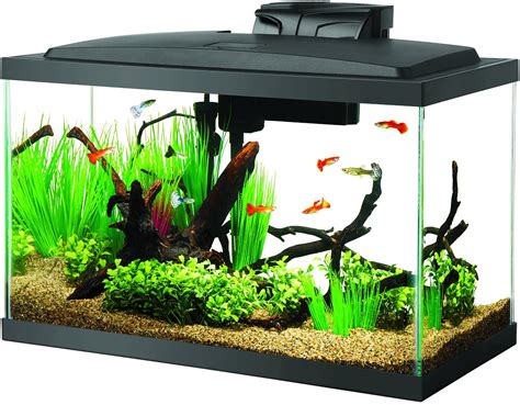 10 Gallon Fish Tanks - Options and Reviews 2023 | A Little Bit Fishy