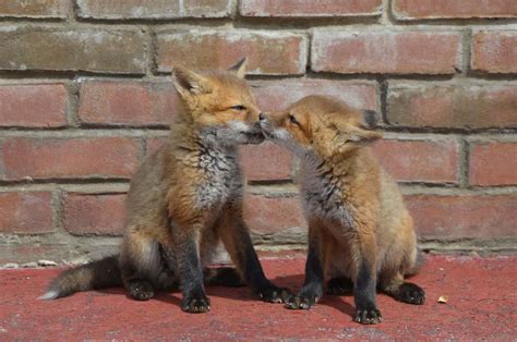 Red Fox Babies | Red Fox Kits - All Things Foxes