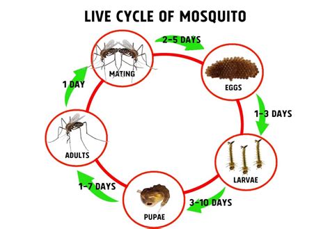 Mosquito Larvae Profile and How to Culture as Live Food - Shrimp and Snail Breeder