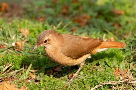 The Rufous Hornero: The National Bird of Argentina