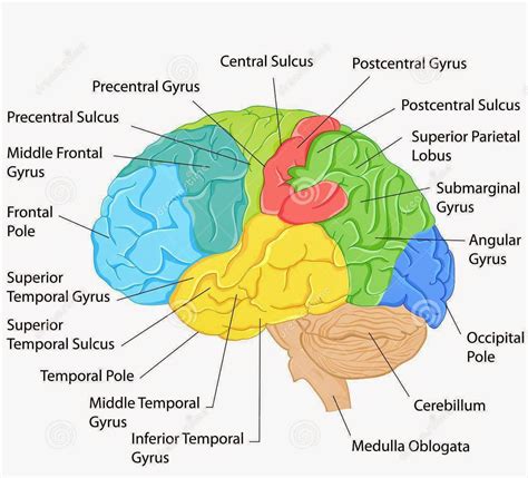 Brain Anatomy Labeled Diagram