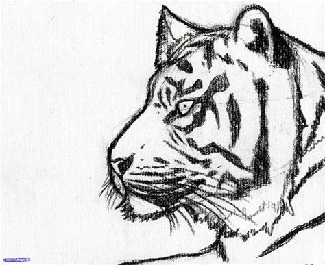 Tiger Face Drawing Pencil at GetDrawings | Free download