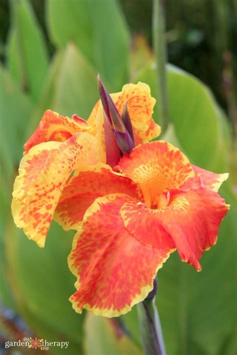 The Ultimate Canna Lily Care and Growing Guide - Garden Therapy