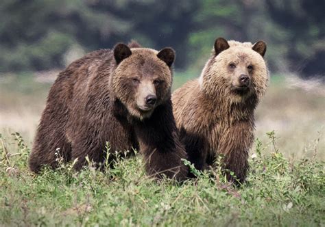 Grizzly bears, wildlife tours, located in the Great Bear Rainforest