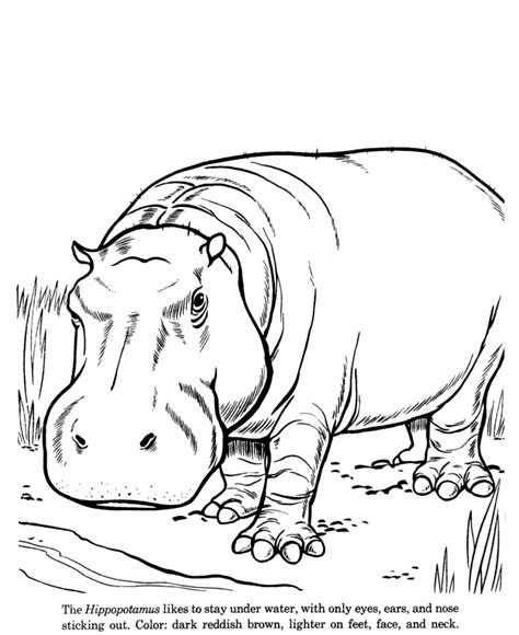 Hippo Outline Drawing at GetDrawings | Free download