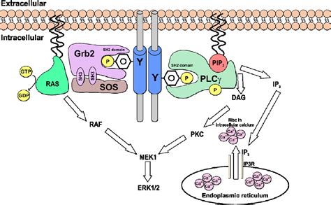 Tyrosine Kinase Receptor