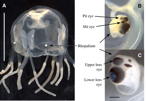 How many Eyes do Box Jellyfish have - How many Eyes does a Box ...