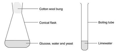 Fermentation of glucose using yeast | Experiment | RSC Education