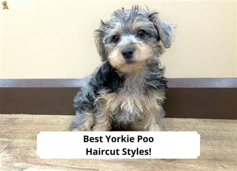 14 Best Yorkie Poo Haircut Styles!