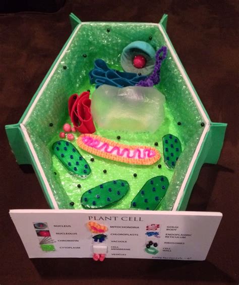 How to create 3d plant cell and animal cell models for science class – Artofit