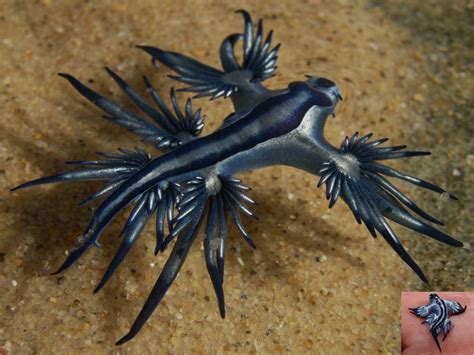 Image - Glaucus-atlanticus-sea-slug-like-blue-dragon-1152x864.jpg ...