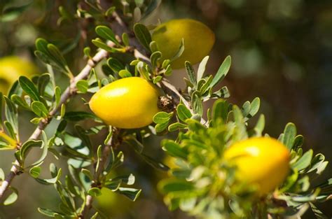 Moroccan Argan oil...hype or miracle product? - Wanderglow