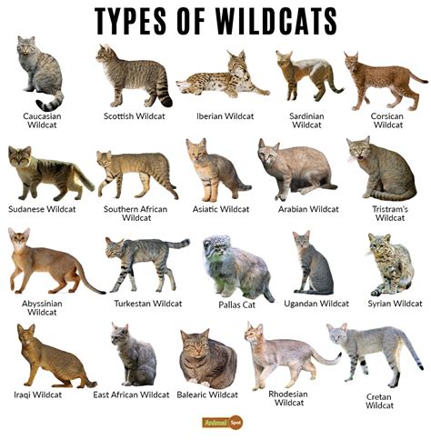 Wild Cat Facts, Types, Classification, Lifespan, Habitat, Diet