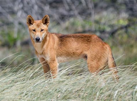 Dingo attacks are rare – but here’s what you need to know about dingo safety