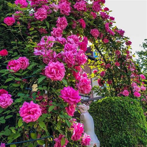 Transform Your Garden with these 8 Best Climbing Roses